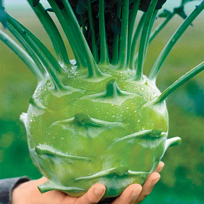 Organic Kossak Hybrid Kohlrabi 1 Organic Kossak Hybrid Kohlrabi