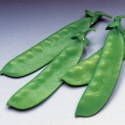 Oregon Giant Organic Snow Pea
