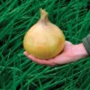 Organic Ailsa Craig Onion