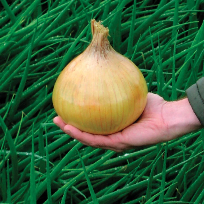 Organic Ailsa Craig Onion 1 Organic Ailsa Craig Onion