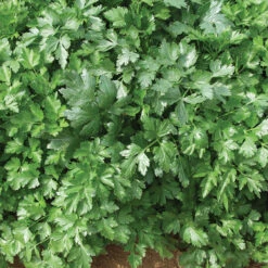 Organic Italian Giant Parsley
