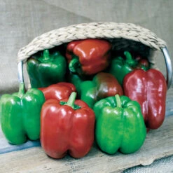 King Of The North Organic Pepper