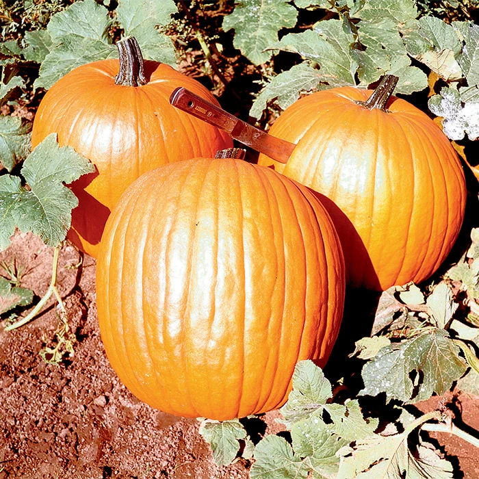 Organic Howden Pumpkin 1 Organic Howden Pumpkin