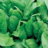 Space Hybrid Organic Spinach
