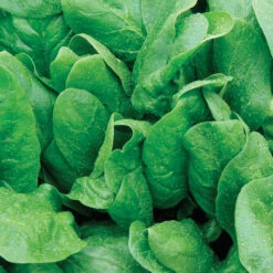 Space Hybrid Organic Spinach