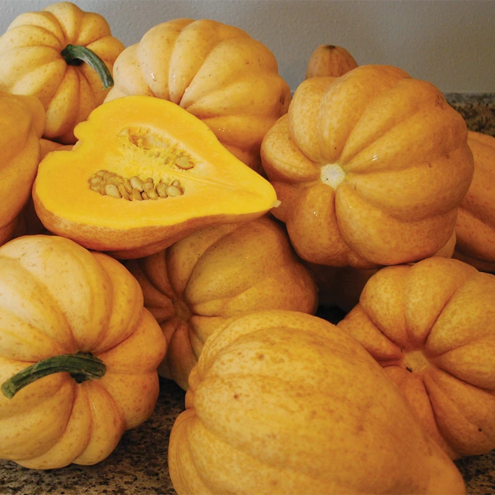 Organic Thelma Sanders' Sweet Potato Acorn Winter Squash 1 Organic Thelma Sanders' Sweet Potato Acorn Winter Squash