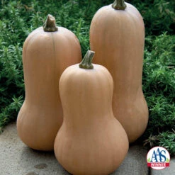 Organic Waltham Butternut Squash