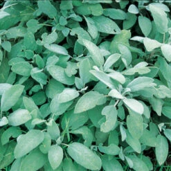 Organic Broadleaf Sage