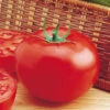 Organic Delicious Tomato