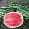 Organic Crimson Sweet Watermelon