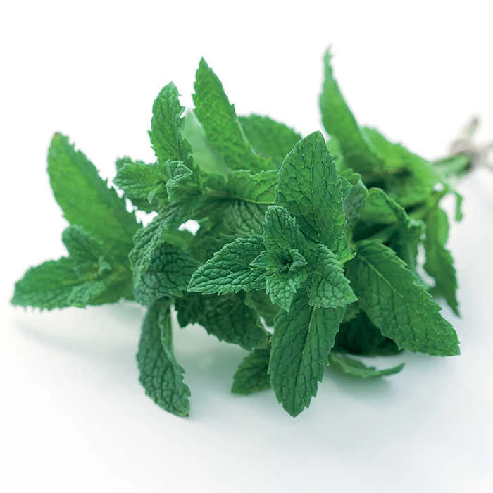 Mojito Mint 1 Mojito Mint