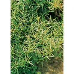 French Tarragon Herb