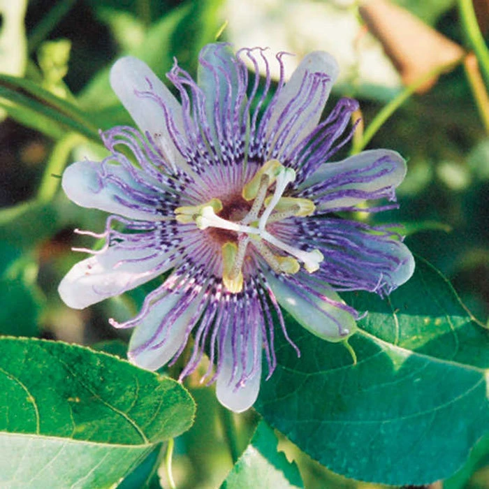 Maypop Passionflower Vine 1 Maypop Passionflower Vine