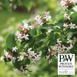 Sweet Emotion® Abelia