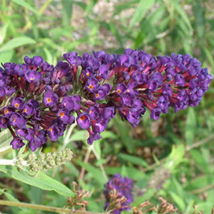 Black Knight Butterfly Bush 1 Black Knight Butterfly Bush
