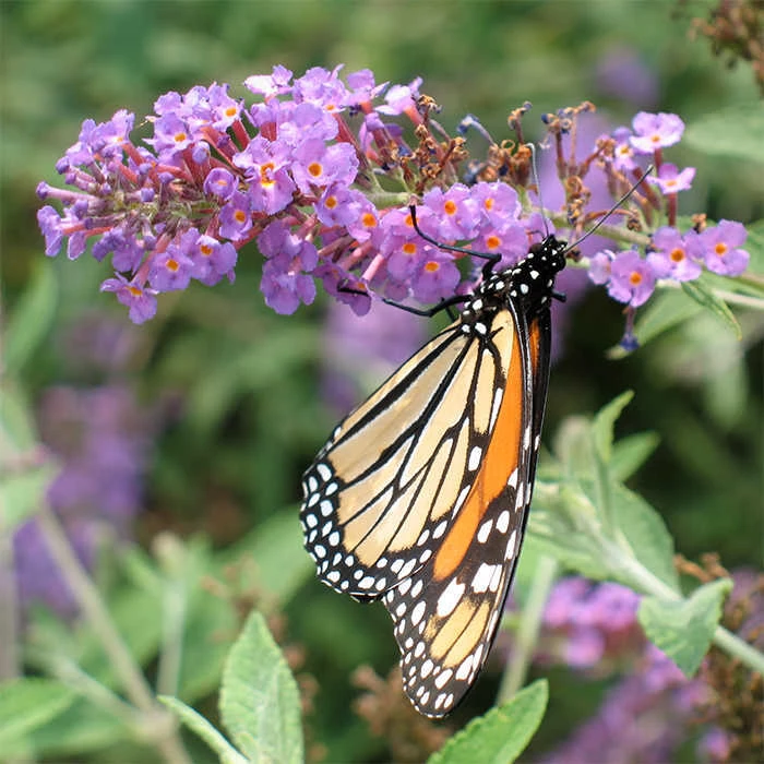 Nanho Blue Butterfly Bush 1 Nanho Blue Butterfly Bush