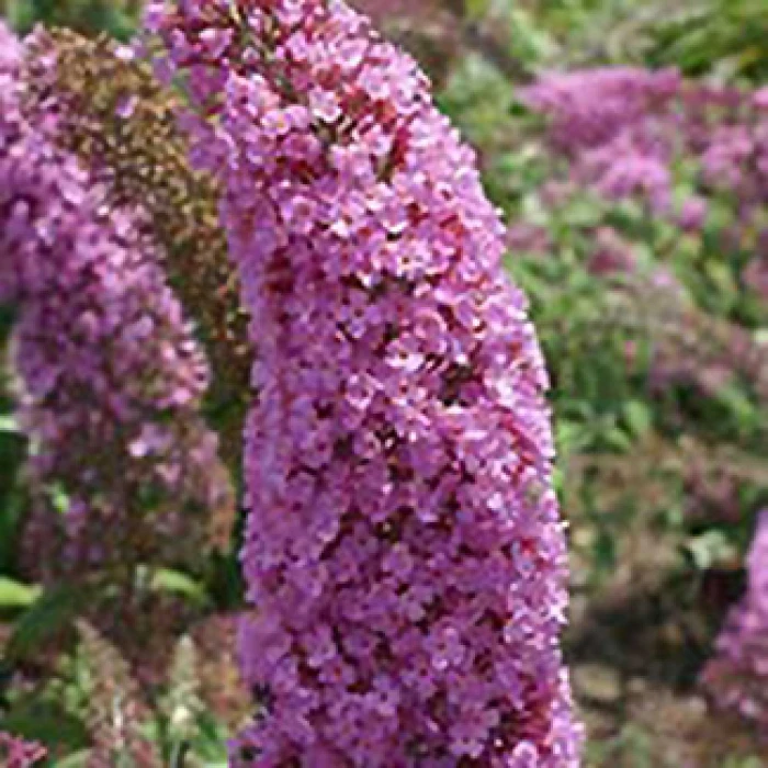 Pink Charming Butterfly Bush 1 Pink Charming Butterfly Bush