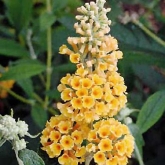 Honeycomb Butterfly Bush 1 Honeycomb Butterfly Bush