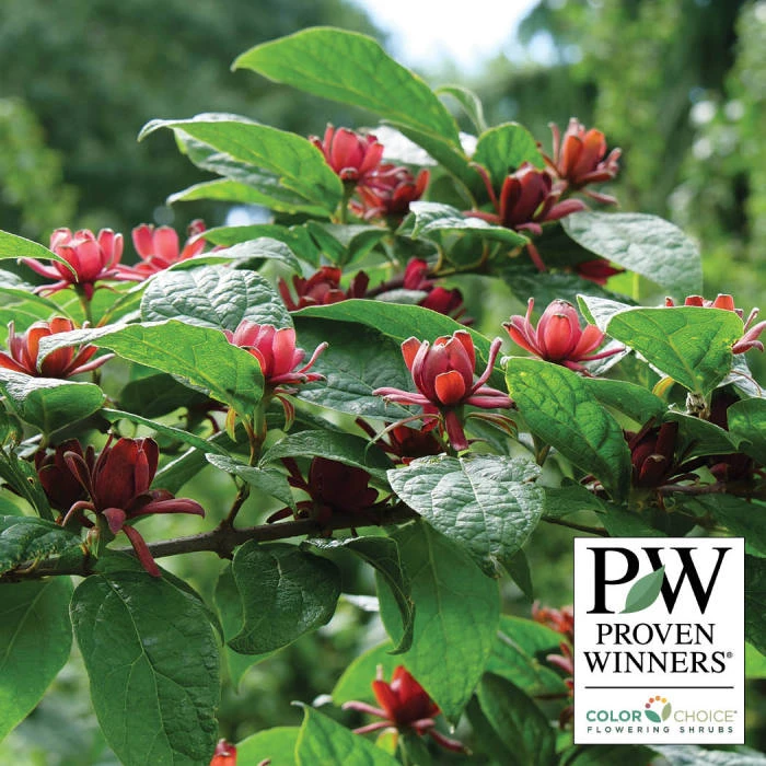 Simply Scentsational® Sweetshrub 1 Simply Scentsational® Sweetshrub