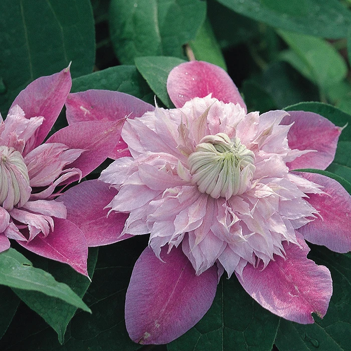 Josephine™ Clematis 1 Josephine™ Clematis