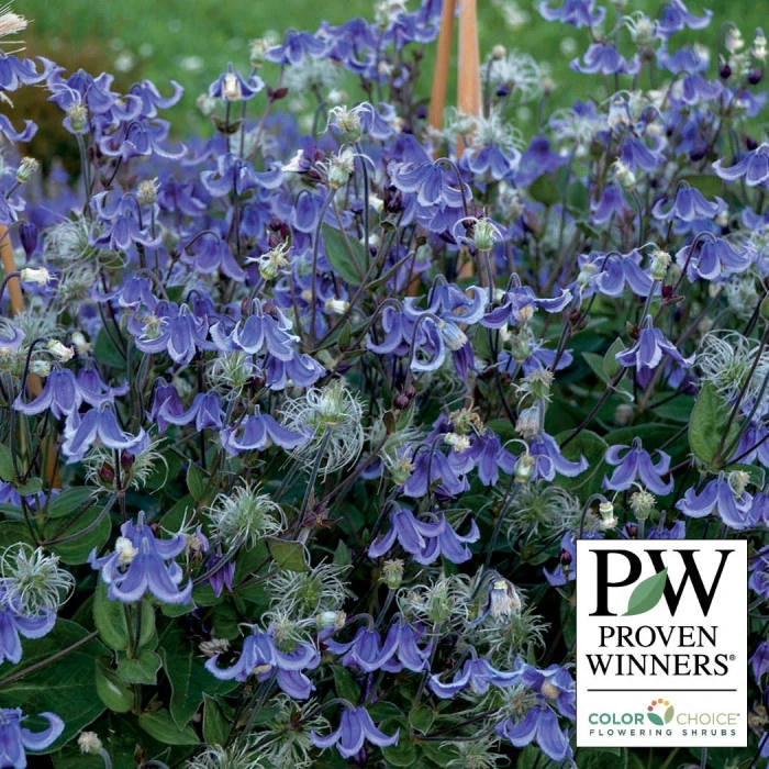 Stand By Me Bush Clematis 1 Stand By Me Bush Clematis