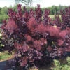 Winecraft Black® Smokebush