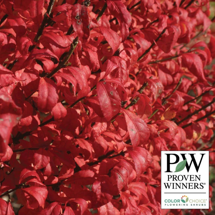 Fire Ball® Burning Bush 1 Fire Ball® Burning Bush