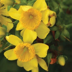 Sunny Boulevard® St John's Wort