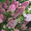 Strawberry Sundae® Hydrangea