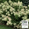 Little Lime® Hydrangea