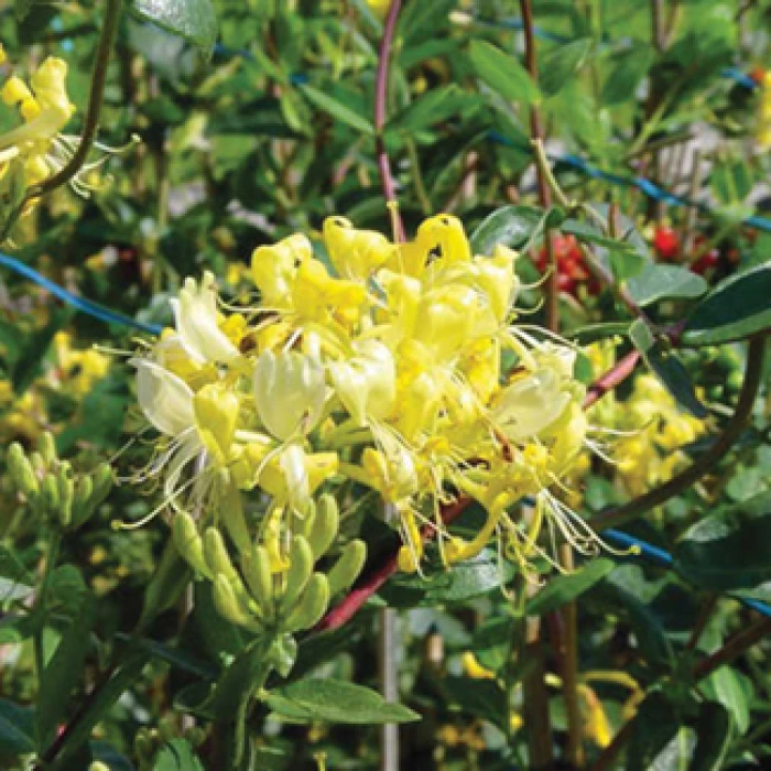 Scentsation Honeysuckle 1 Scentsation Honeysuckle