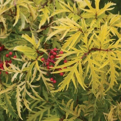 Lemony Lace® Sambucus