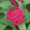 Double Play Doozie® Spirea