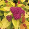 Double Play® Candy Corn® Spirea