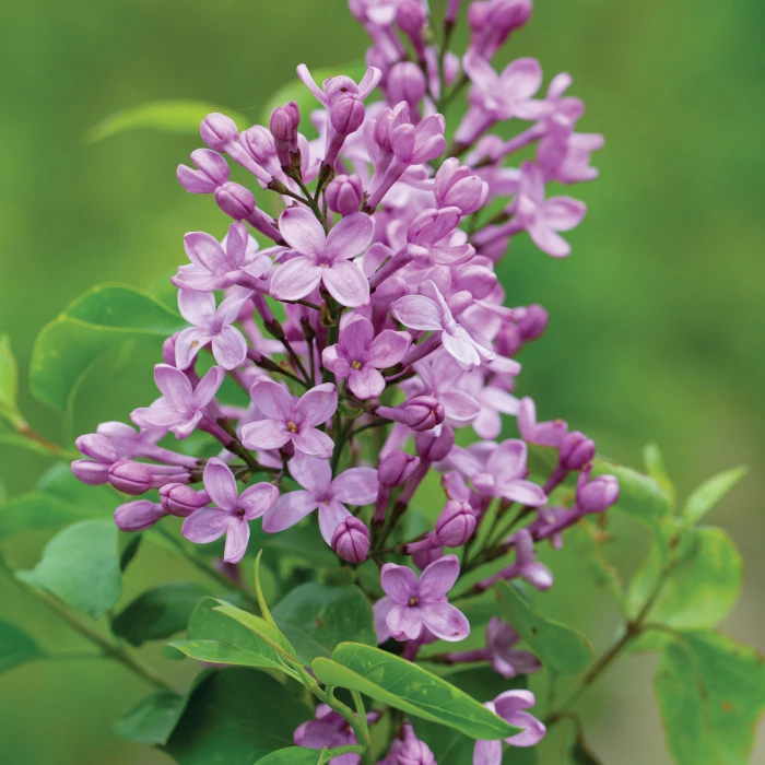 Lilac Sunday Lilac 1 Lilac Sunday Lilac