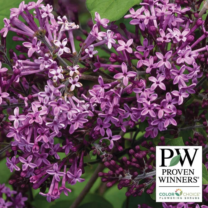 Bloomerang® Dark Purple Reblooming Lilac 1 Bloomerang® Dark Purple Reblooming Lilac