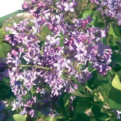 President Lincoln Lilac
