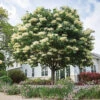 Snowdance™ Japanese Tree Lilac
