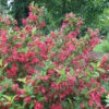 Sonic Bloom&reg; Red Weigela