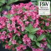 Snippet® Dark Pink Weigela