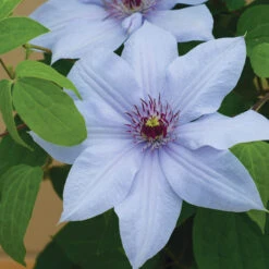 Bernadine™ Clematis