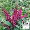 Lo & Behold Ruby Chip® Butterfly Bush
