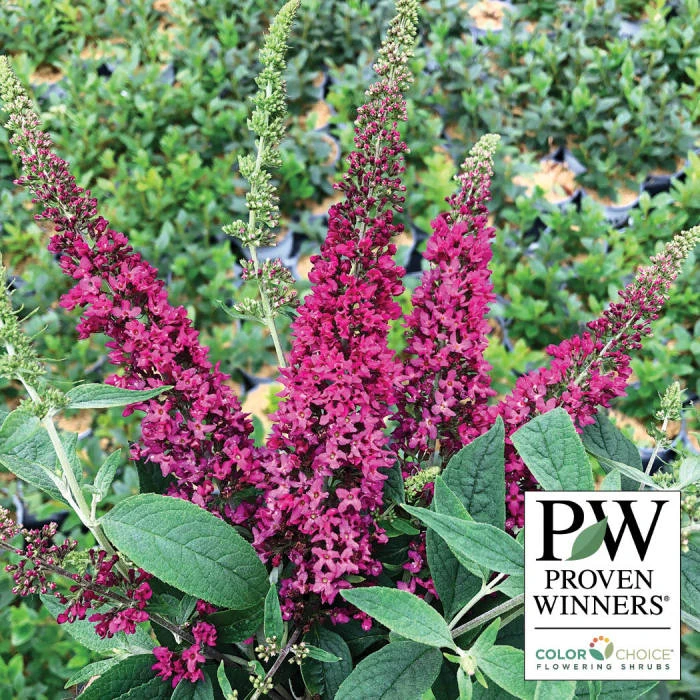 Lo & Behold Ruby Chip® Butterfly Bush 1 Lo & Behold Ruby Chip® Butterfly Bush