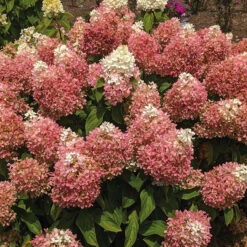 Sweet Starlight™ Hydrangea