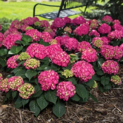 Summer Crush® Hydrangea