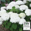 Invincibelle Wee White® Hydrangea