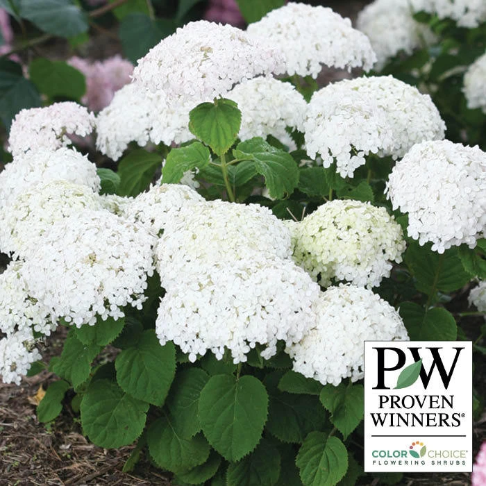 Invincibelle Wee White® Hydrangea 1 Invincibelle Wee White® Hydrangea