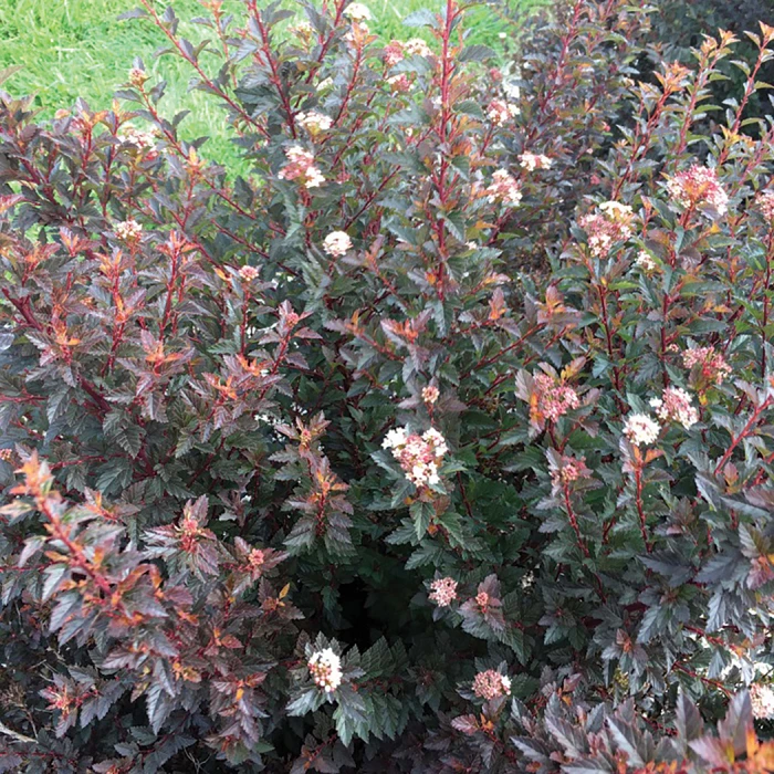 Sweet Cherry Tea™ Ninebark 1 Sweet Cherry Tea™ Ninebark