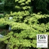 Golden Shadows® Pagoda Dogwood