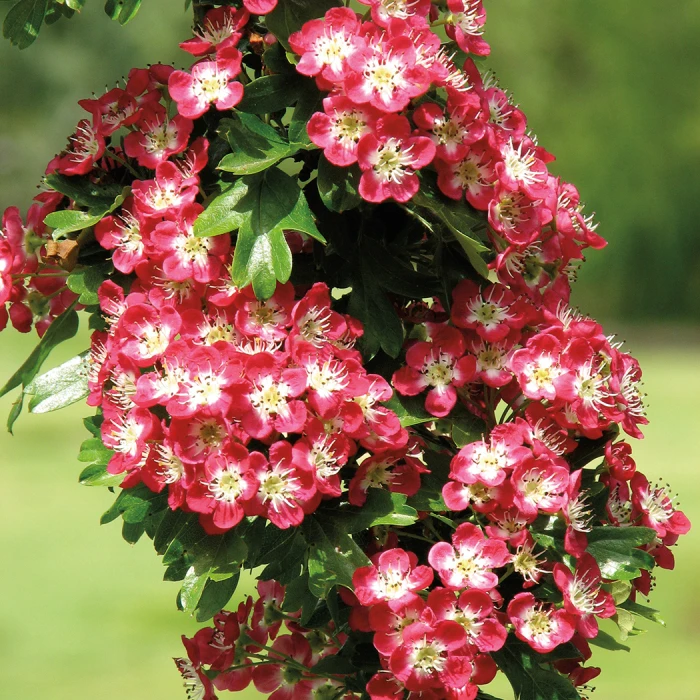 Crimson Cloud Hawthorn 1 Crimson Cloud Hawthorn